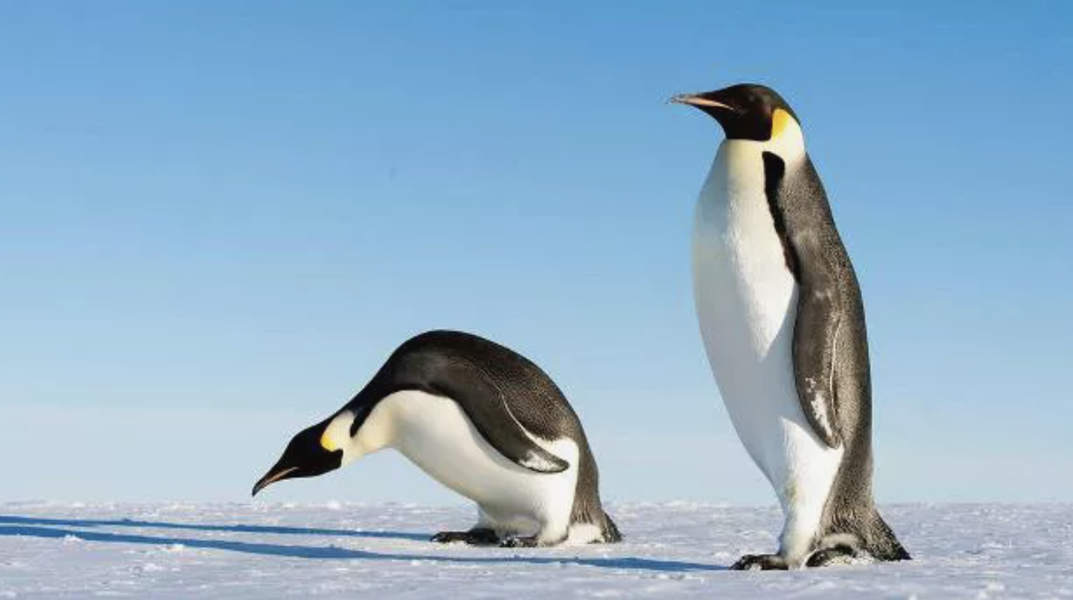 “Fossil remains of an extinct colossus penguin was nearly 7 feet tall and weighed 250 pounds, unearthed in Antarctica”